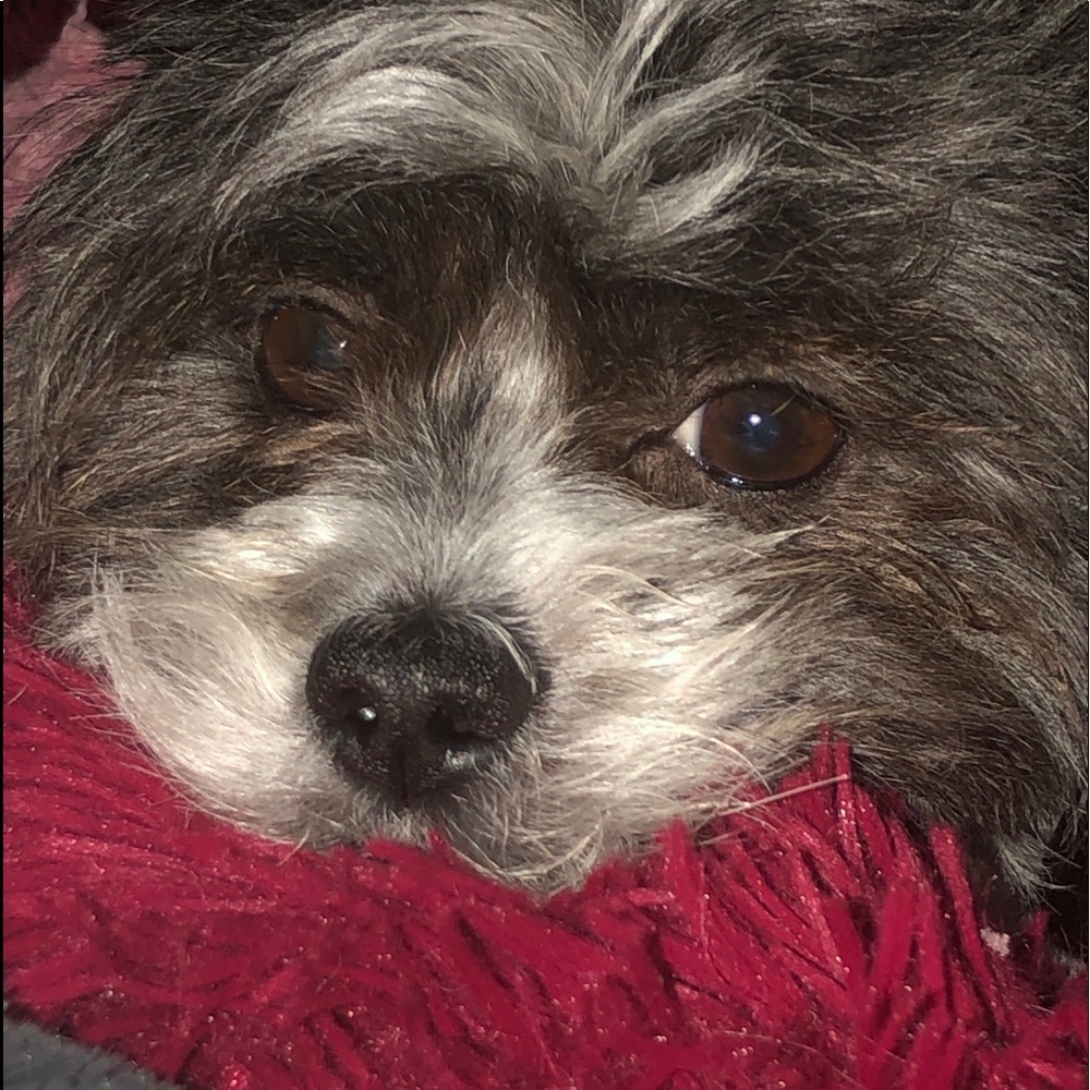 Meet your Posher, Jolie